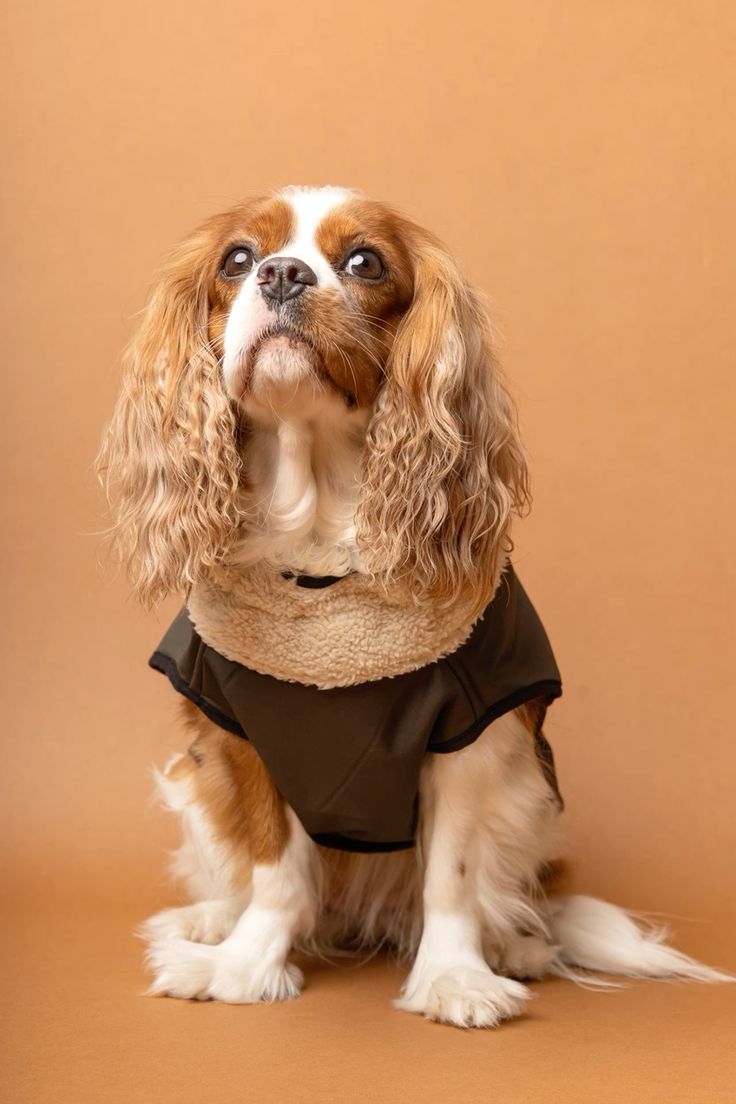 Pet Apparel & Accessories