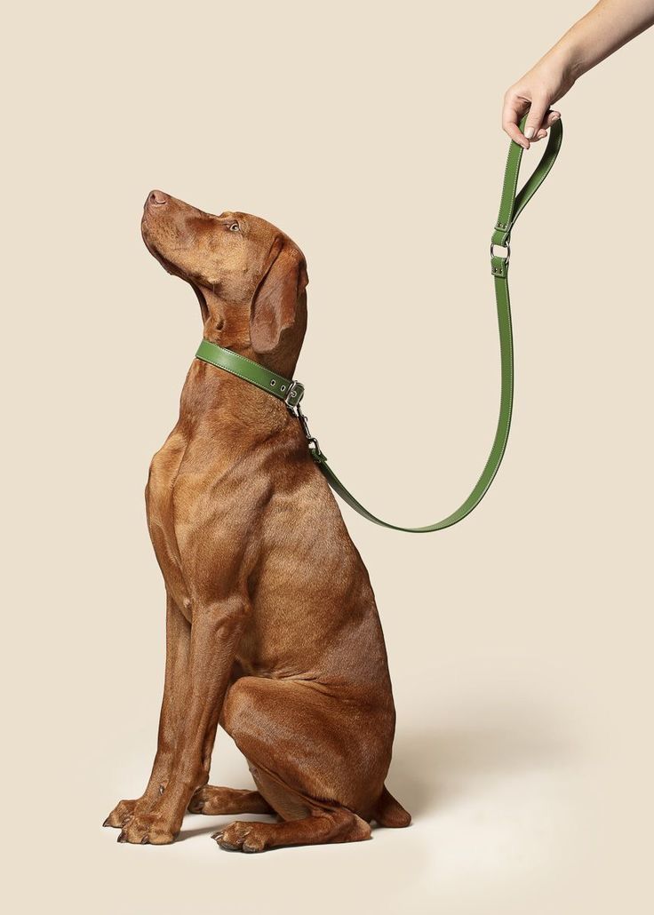 Pet Training & Outdoor